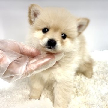ポメ柴(ポメラニアン×柴犬)【茨城県・女の子・2025年8月13日・クリーム】の写真「今後の成長が楽しみな女の子🐶」