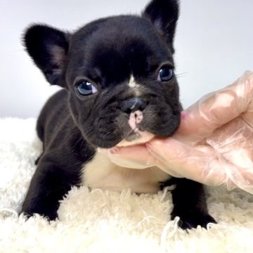 フレンチブルドッグ【茨城県・男の子・2025年9月4日・ブリンドル】の写真「首の所に入っている白色がチャームポイント🐶‼️✨」