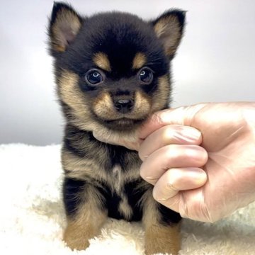 ミックス(チワワ×柴犬)【茨城県・男の子・2025年5月3日・ブラックタン】の写真「兄妹唯一の男の子‼️」