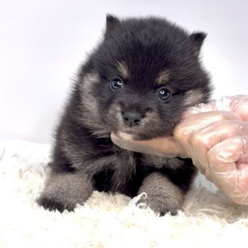 ポメ柴(ポメラニアン×柴犬)【茨城県・女の子・2025年10月3日・ブラックタン】の写真「これからどんどん可愛いくなってきます🐶」