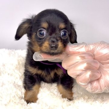 チワックス(チワワ×ダックスフンド)【茨城県・男の子・2025年9月12日・ブラックタン】の写真「まん丸の目が可愛い男の子！！」