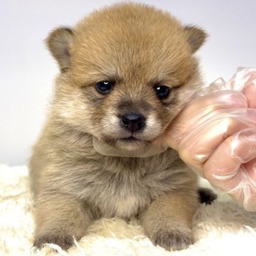 ポメ柴(ポメラニアン×柴犬)【茨城県・女の子・2025年10月10日・赤】の写真「今後の成長が楽しみな女の子🐶」