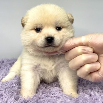 ポメ柴(ポメラニアン×柴犬)【茨城県・女の子・2025年4月25日・クリーム】の写真「どの角度から見ても可愛い女の子‼️🌟」