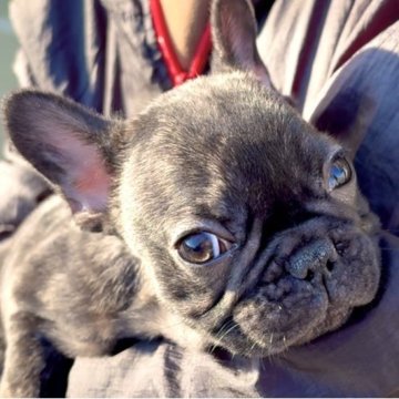 フレンチブルドッグ【茨城県・女の子・2025年9月4日・タイガーブリンドル】の写真「綺麗なブリンドルカラーの女の子！！🐶」