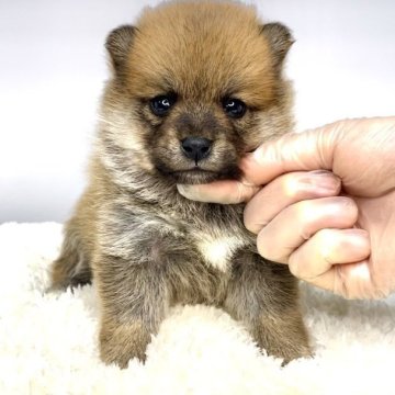 ポメ柴(ポメラニアン×柴犬)【茨城県・女の子・2025年3月6日・赤】の写真「癒し顔の女の子‼️🌟🌟」