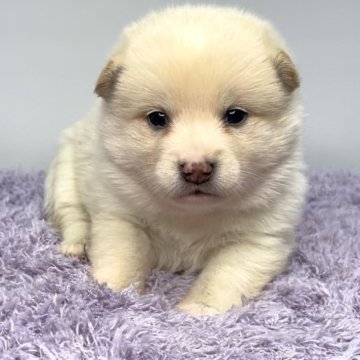 ポメ柴(ポメラニアン×柴犬)【茨城県・女の子・2025年4月25日・クリーム】の写真「どんどん可愛くなってきてます🐶」