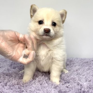 ポメ柴(ポメラニアン×柴犬)【茨城県・女の子・2025年4月25日・クリーム】の写真「どんどん可愛くなってきてます🐶⭐️」