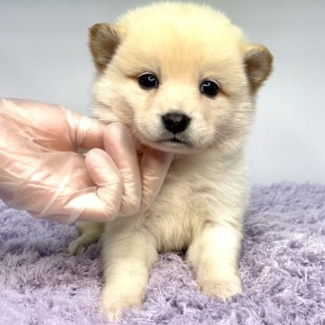 ポメ柴(ポメラニアン×柴犬)【茨城県・男の子・2025年4月25日・クリーム】の写真「6月21日までの特別価格‼️🐶」