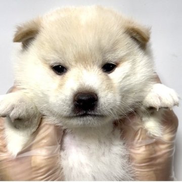 柴犬(標準サイズ)【茨城県・男の子・2024年11月8日・白】の写真「イケメン顔の男の子！！🌟」