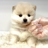 ポメ柴(ポメラニアン×柴犬)