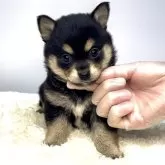 ミックス(チワワ×柴犬)【茨城県・女の子・2025年5月3日・ブラックタン】の写真1