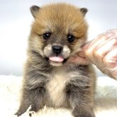 ポメ柴(ポメラニアン×柴犬)