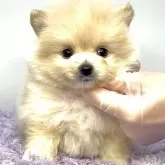 ポメラニアン