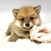 ポメ柴(ポメラニアン×柴犬)