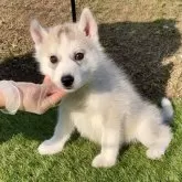 シベリアンハスキー