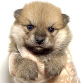 ポメ柴(ポメラニアン×柴犬)
