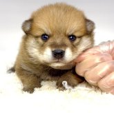 ポメ柴(ポメラニアン×柴犬)