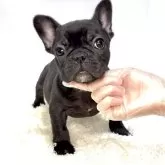 フレンチブルドッグ