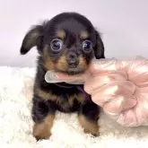 チワックス(チワワ×ダックスフンド)【茨城県・男の子・2025年9月12日・ブラックタン】の写真1