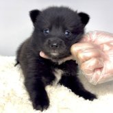 ポメ柴(ポメラニアン×柴犬)