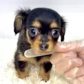 チワックス(チワワ×ダックスフンド)【茨城県・女の子・2025年9月12日・ブラックタン】の写真1