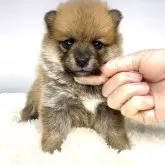 ポメ柴(ポメラニアン×柴犬)【茨城県・女の子・2025年3月6日・赤】の写真1
