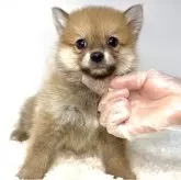 ポメ柴(ポメラニアン×柴犬)【茨城県・男の子・2025年7月5日・赤】の写真1