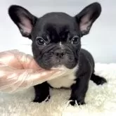 フレンチブルドッグ