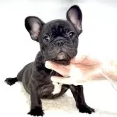 フレンチブルドッグ