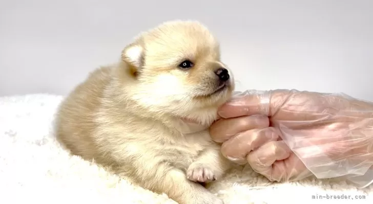ポメ子 ポメラニアンの子犬（メス♀） 青森店｜ペットショップCoo＆RIKU