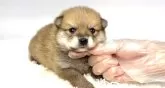 ポメ柴(ポメラニアン×柴犬)【茨城県・男の子・2025年8月13日・赤】の写真2