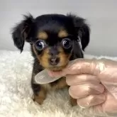 チワックス(チワワ×ダックスフンド)【茨城県・女の子・2025年9月12日・ブラックタン】の写真2