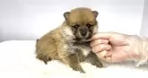 ポメ柴(ポメラニアン×柴犬)【茨城県・女の子・2025年3月6日・赤】の写真2