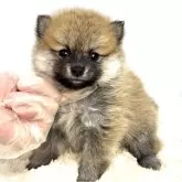 ポメ柴(ポメラニアン×柴犬)【茨城県・女の子・2025年9月27日・赤】の写真3