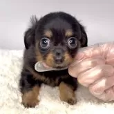 チワックス(チワワ×ダックスフンド)【茨城県・男の子・2025年9月12日・ブラックタン】の写真4