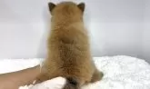 ポメ柴(ポメラニアン×柴犬)【茨城県・女の子・2025年7月5日・赤】の写真4