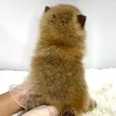 ポメ柴(ポメラニアン×柴犬)【茨城県・女の子・2025年9月27日・赤】の写真4