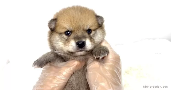 ポメ柴(ポメラニアン×柴犬)【茨城県・男の子・2025年8月13日・赤