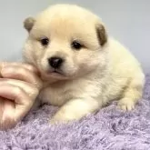ポメ柴(ポメラニアン×柴犬)【茨城県・男の子・2025年4月25日・クリーム】の写真3