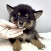 ポメ柴(ポメラニアン×柴犬)【茨城県・女の子・2025年6月21日・ブラックタン】の写真5