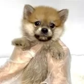 ポメ柴(ポメラニアン×柴犬)【茨城県・男の子・2025年7月5日・赤】の写真5