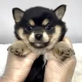 ミックス(チワワ×柴犬)【茨城県・女の子・2025年5月3日・ブラックタン】の写真5