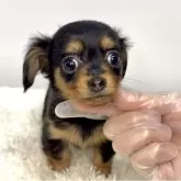 チワックス(チワワ×ダックスフンド)【茨城県・女の子・2025年9月12日・ブラックタン】の写真5