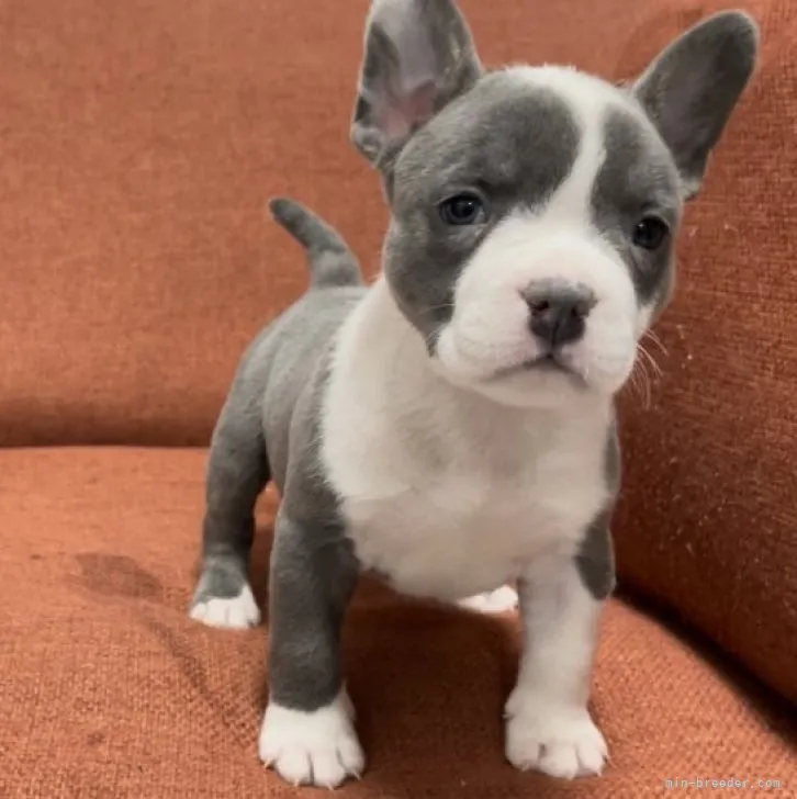 ID:2302-00010の子犬