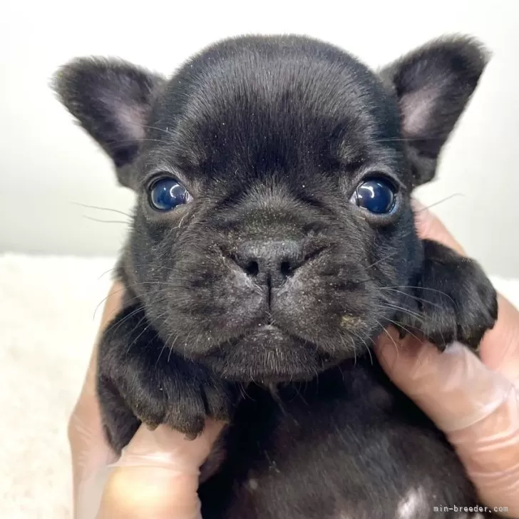 J.M 様のお迎えした子犬