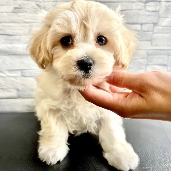 ID:2303-04957の子犬