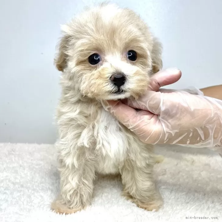 ID:2407-02090の子犬