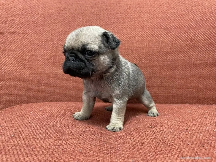 ID:2201-01546の子犬