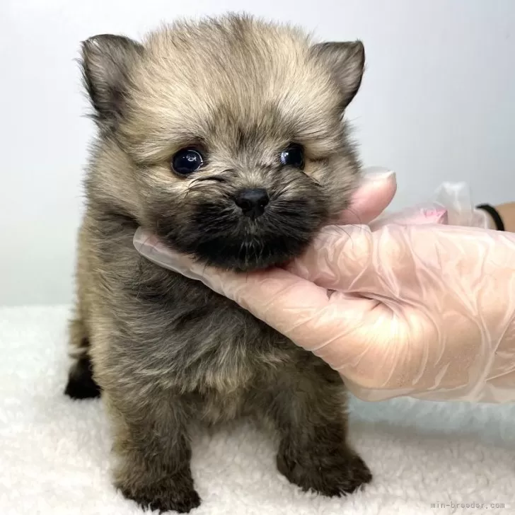 ID:2403-02460の子犬