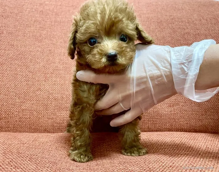 ID:2203-02875の子犬